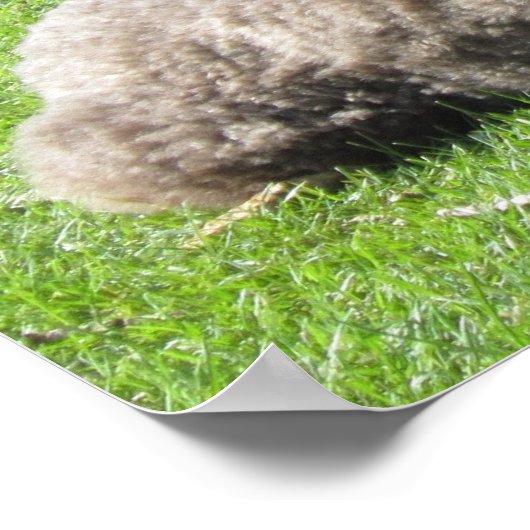 Poster standard (Coin)