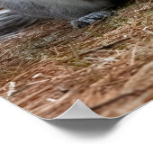 Poster Standing Squirrel (Coin)