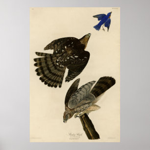 Poster Stanley (Cooper's) Hawk Audubon's Birds of America