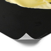 Poster Star Jasmine Flower wapcnm (Coin)