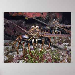 Poster Stare de homard