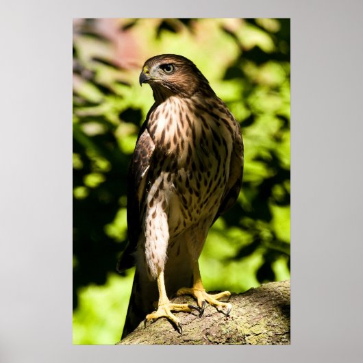 Poster Stare intense (Devant)