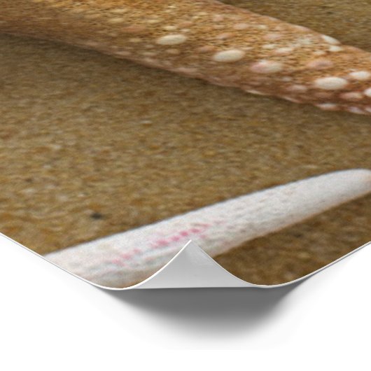 Poster Starfish (Coin)