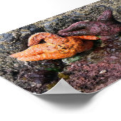 Poster Starfish at Bob Creek (Coin)