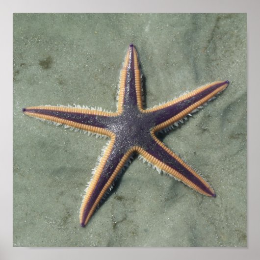 Poster Starfish Purple étoile de mer sur la plage (Devant)