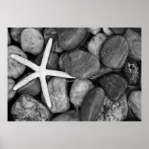 Starfish sur Rocks
