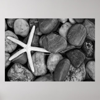 Poster Starfish sur Rocks