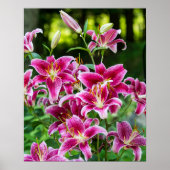 Poster Stargazer Lilies (Devant)