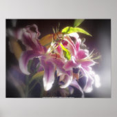 Poster Stargazer Lilies #20 (Devant)