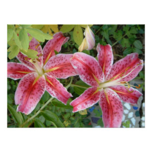 Poster Stargazer Lilies Jardin Floral