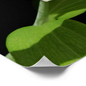 Poster Stargazer Lily (Coin)