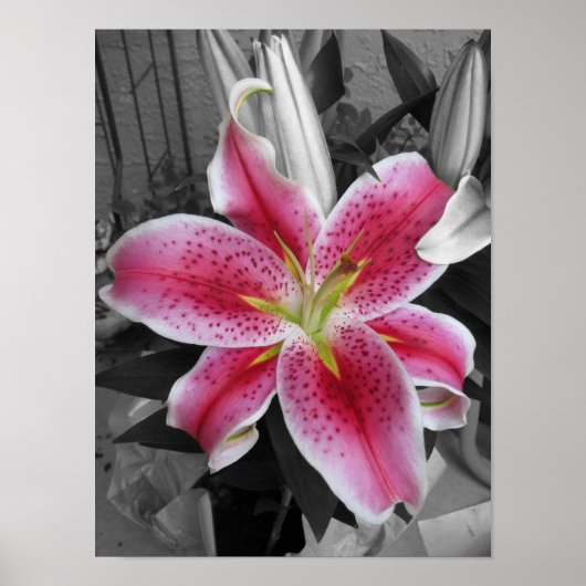 Poster Stargazer Lily (Devant)