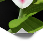 Poster Stargazer Lily (Coin)