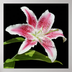 Poster Stargazer Lily