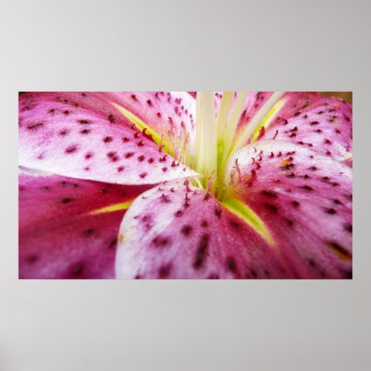 Poster Stargazer Lily brillant Magenta Floral (Devant)