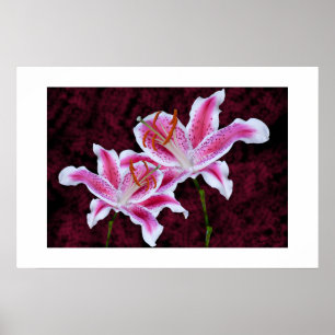 Poster Stargazer rose et blanc Lily Close Up Photographie