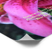 Poster Stargazer Rose Oriental Lys D'Été Fin (Coin)