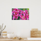 Poster Stargazer Rose Oriental Lys D'Été Fin (Cuisine)
