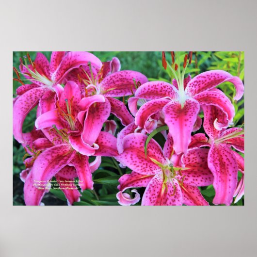 Poster Stargazer Rose Oriental Lys D'Été Fin (Devant)