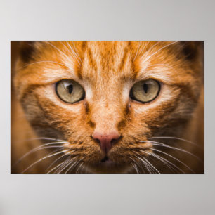 Poster Staring Cat