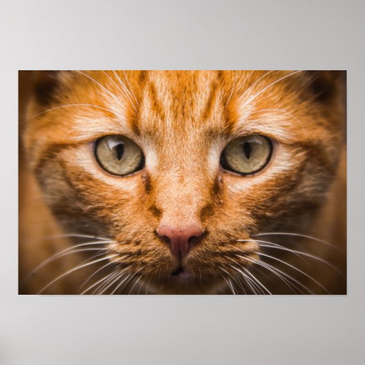Poster Staring Cat (Devant)