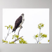 Poster Staring Osprey (Devant)