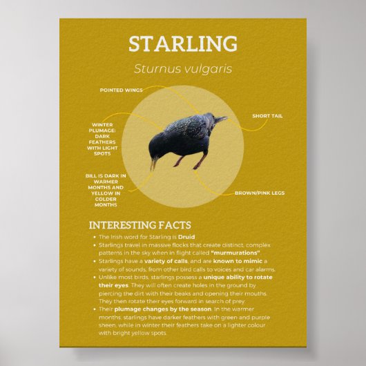Poster Starling (Devant)