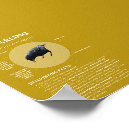 Poster Starling (Coin)