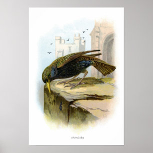 Poster Starling