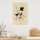 Poster Starling à ailes rouges (Cuisine)