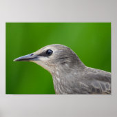 Poster Starling commun/européen (Devant)