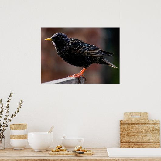 Poster Starling européen (Cuisine)