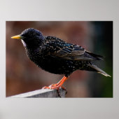 Poster Starling européen (Devant)