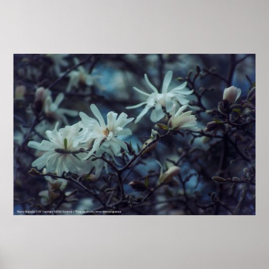 Poster Starry Magnolia (Devant)