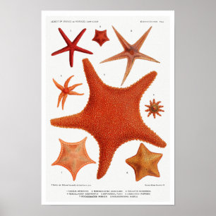  POSTER STARVIS-ILLUSTRATIE