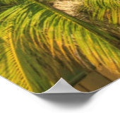 Poster Station balnéaire tropicale, Belize (Coin)