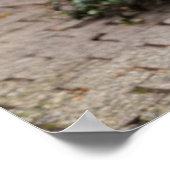 Poster Statue Zebra En Boutique, Allemagne (Coin)