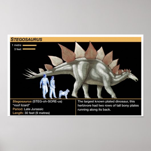 Poster Stégosaure - Chronologie des dinosaures de la biol (Devant)
