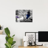 Poster Steller Jay (Bureau à domicile)