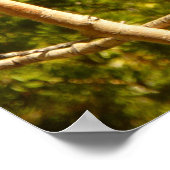 Poster Steller's Jay au parc national Rocky Mountain (Coin)