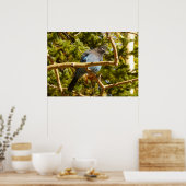 Poster Steller's Jay au parc national Rocky Mountain (Cuisine)