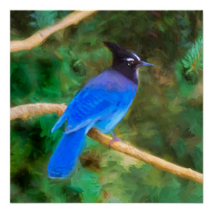 Poster Steller's Jay Painting - Art original pour oiseaux