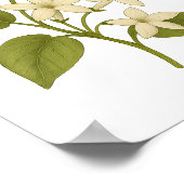 Poster Stephanotis — Le bonheur dans le mariage (Coin)