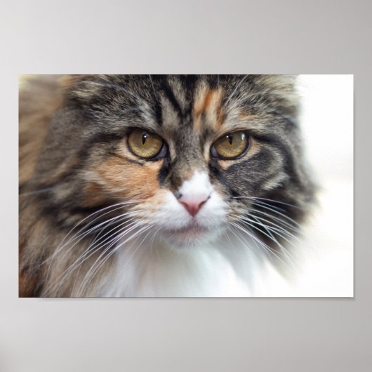 Poster Stern Maine Coon (Devant)