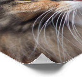 Poster Stern Maine Coon (Coin)