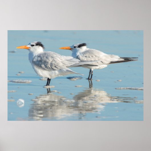 Poster Sternes royales sur la plage (Devant)