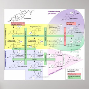 Poster Stéroïdogénèse Diagramme chimique biologique