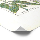 Poster Stimulants digestifs Plantes médicinaux en françai (Coin)