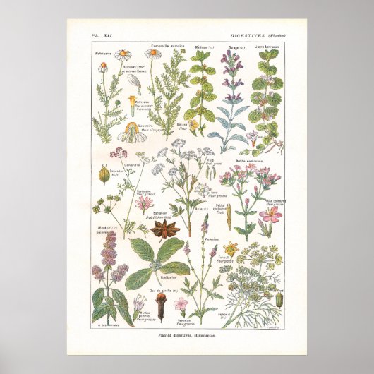 Poster Stimulants digestifs Plantes médicinaux en françai (Devant)