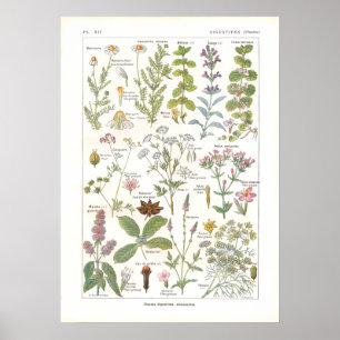Poster Stimulants digestifs Plantes médicinaux en françai